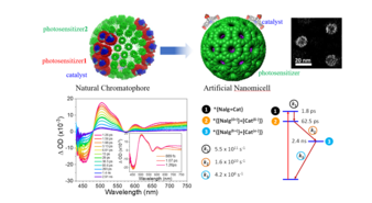 Structure of the artificial spherical chromatophore nanomicelles system and its mechanism study. Image adapted from Nature Catalysis, 2023, doi:10.1038/s41929-023-00962-z.